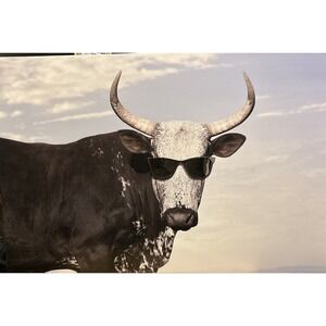 Nguni Ox Wearing Ray Ban Shades Art The Spring Shop 30inX20in 5628615